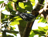 Black and white warbler