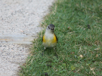 American redstart