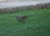 palm warbler