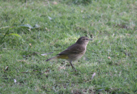 palm warbler