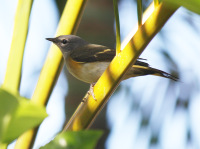 American redstart