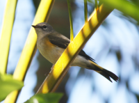 Unknown bird