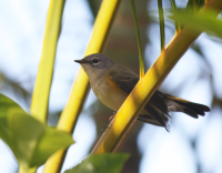 American redstart