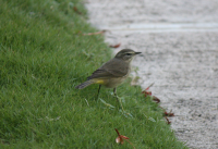 palm warbler