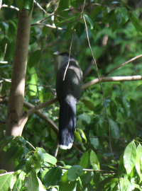 A cuckoo, I think