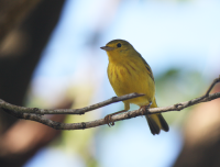 Yellow warbler