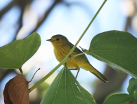 Yellow warbler