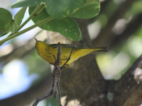 Yellow warbler