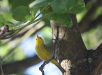 Yellow warbler