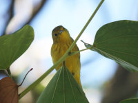 Yellow warbler