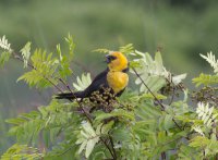 Yellow Headed Blackbird