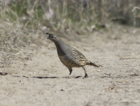 California quail