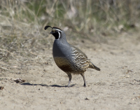 California quail