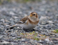 Snow Bunting