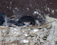 Baby barn swallow