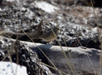 American Pipit