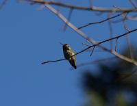 Anna's hummingbird