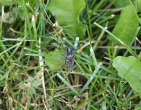 asian_longhorned_beetle