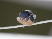 Juvenile barn swallow