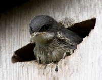 Baby Tree Swallow