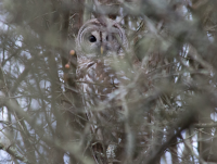 Barred owl