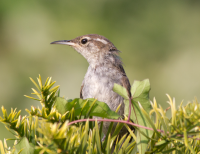 Bewick's Wren