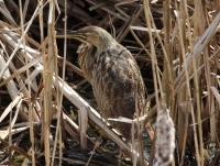 Bittern