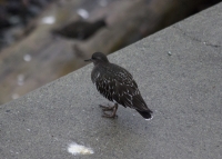 Black turnstone