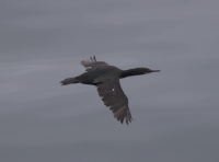 Brandt's cormorant?