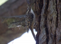 Brown Creeper