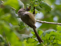 Bushtit