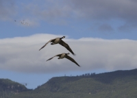 Canada Geese