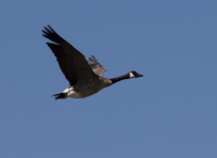 Canada Goose