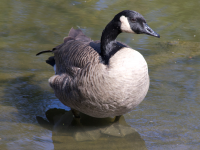 Canada Goose