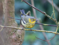 cape-may-warbler