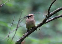 Cedar Waxwing