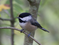 Chickadee