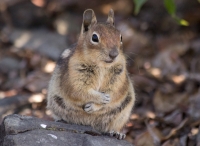 Chipmunk