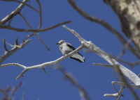 Clark's nutcracker