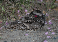 common-poorwill