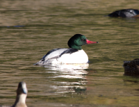 Common merganser