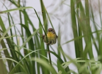 Female Common Yellowthroat