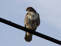 Cooper's Hawk