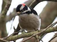 Downy woodpecker