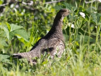 Dusky Grouse