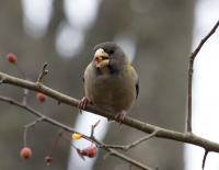 Evening grosbeak