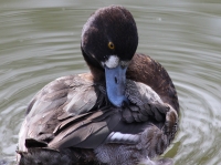 Female lesser scaup