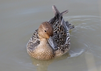 Female Pintail