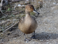 Female Pintail