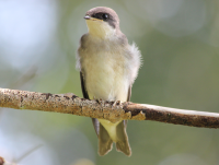 Female tree swallow